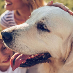 Harmony-K9-Training-RI